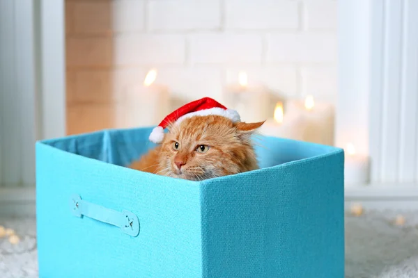Cat in cappello Babbo Natale seduto in una scatola — Foto Stock