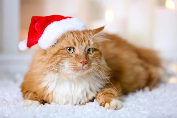 Puszysty kot czerwony w Santa hat — Zdjęcie stockowe