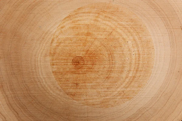 Wood round slice — Stock Photo, Image