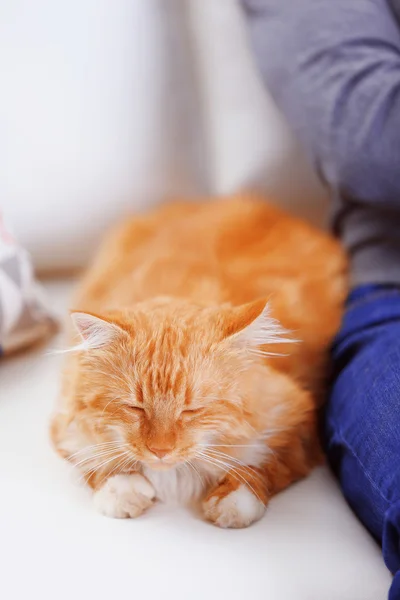 Flauschige rote Katze — Stockfoto