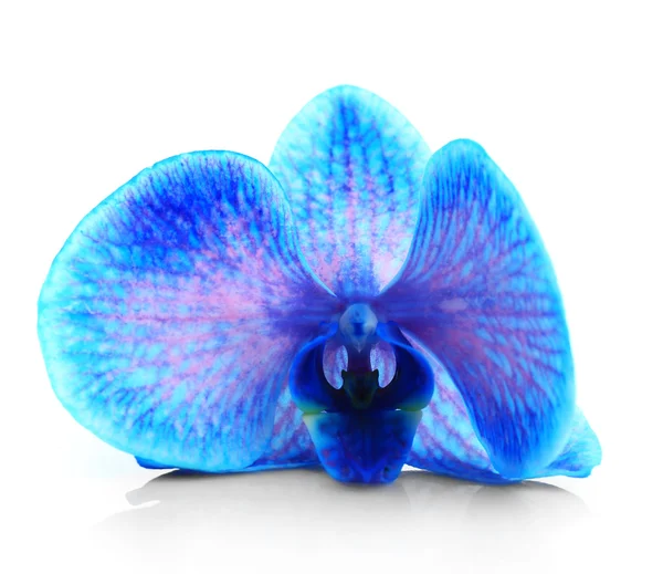 Beautiful blue orchid isolated — Stock Photo, Image