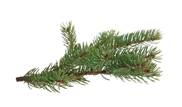 Fir branch on white — Stock Photo, Image