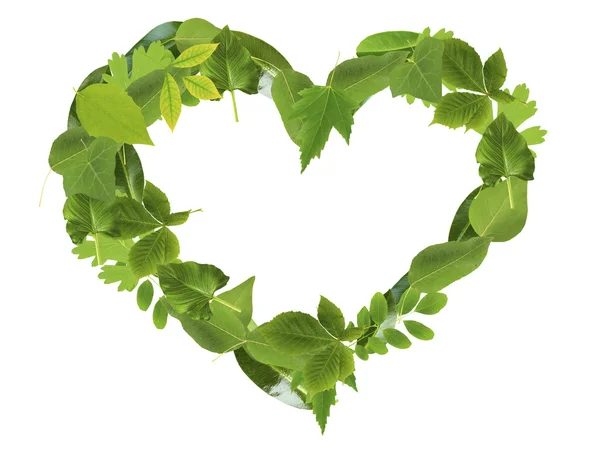 Сердце из разных зеленых листьев — стоковое фото