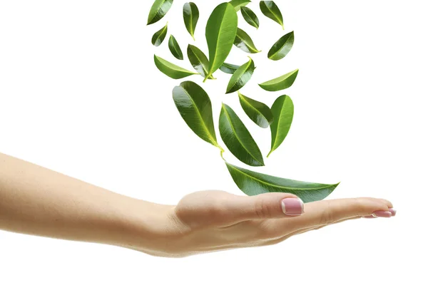 Zielone liście, popadania w rękę kobiety — Zdjęcie stockowe