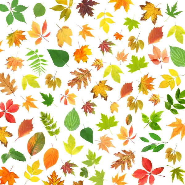 Различные разноцветные листья — стоковое фото