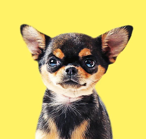 Cute chihuahua puppy on yellow — Stock Photo, Image