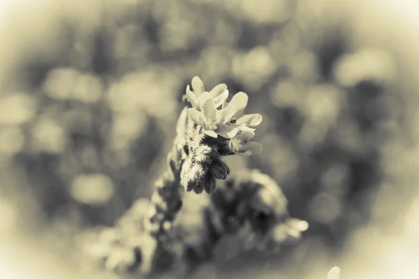 Closeup of beautiful wildflowers — Stock Photo, Image