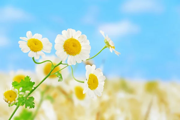 Beautiful wild flowers — Stock Photo, Image