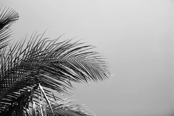 Foglie di palma, stilizzazione retrò — Foto Stock