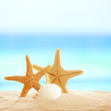 Starfishes ve kabukları kum üzerinde