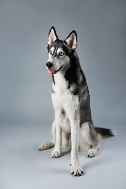 Husky oturan genç