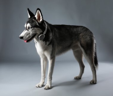 Genç Husky kulaklıklar ile