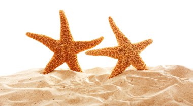 Büyük güzel starfishes  
