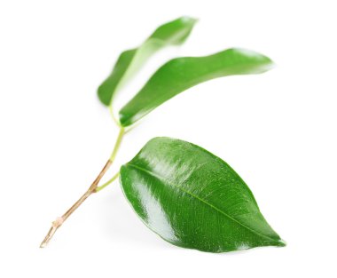 taze kauçuk ağacı