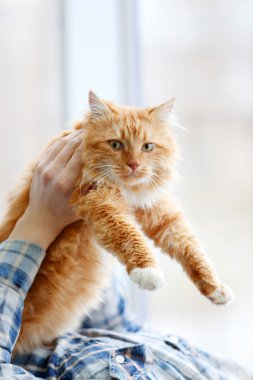 Adam'ın holding kırmızı kedi eller