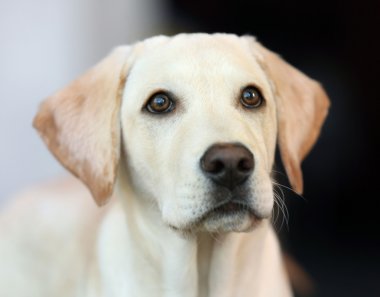 Labrador dogâ € ™ s baş