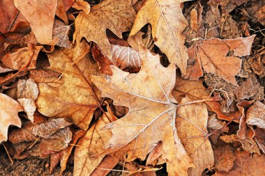 farklı kuru yapraklar 