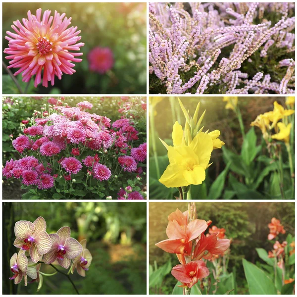 Collage med vackra blommor — Stockfoto