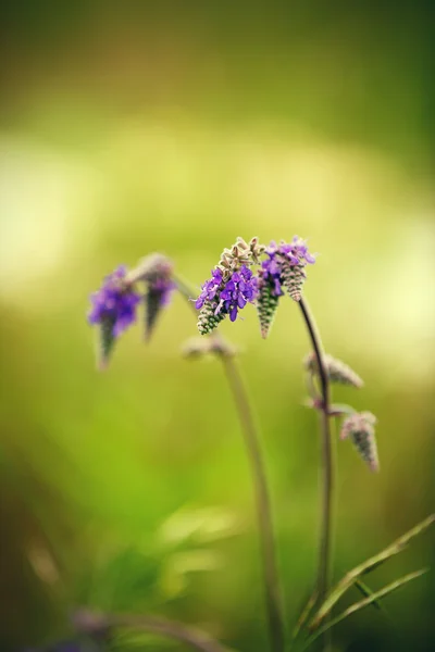 Beautiful wild flowers — Stock Photo, Image