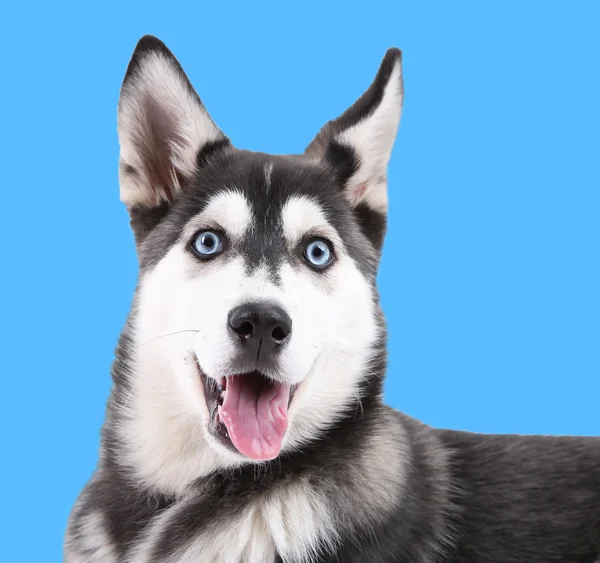 Hermoso lindo cachorro husky —  Fotos de Stock