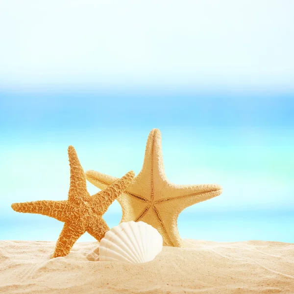 Starfishes and shells on sand — Stock Photo, Image