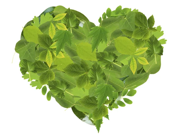 Srdce různých zelených listů — Stock fotografie