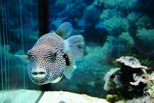 Exotické ryby v akváriu — Stock fotografie