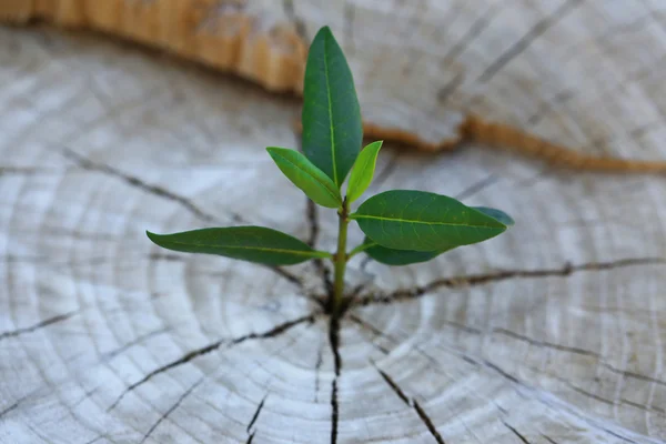 Beautiful seedling growing — Stock Photo, Image