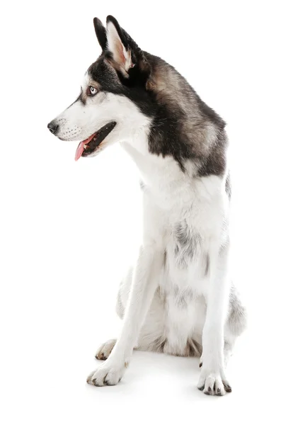 Seduta siberiana Husky — Foto Stock