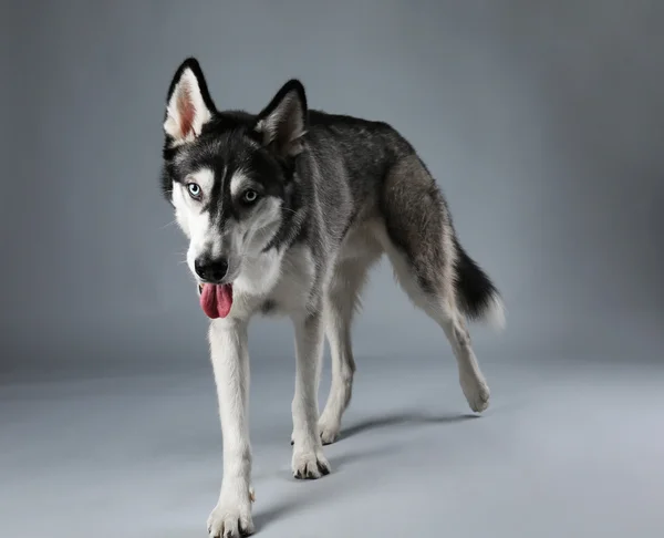 Jonge staande Husky — Stockfoto