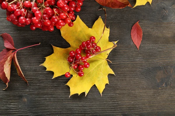 Gäng viburnum och färgglada löv — Stockfoto