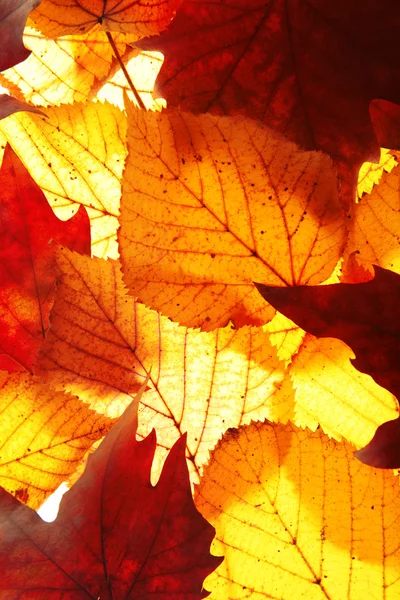 Herfst bladeren achtergrond — Stockfoto