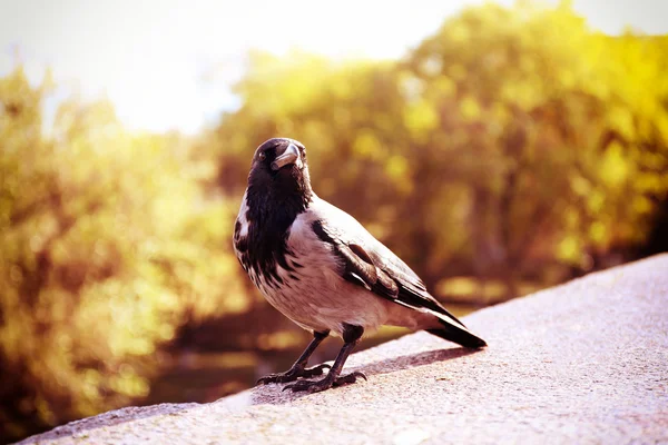 Corvo no parque, close-up — Fotografia de Stock