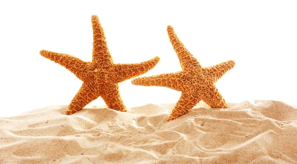 Большие красивые морские звезды — стоковое фото