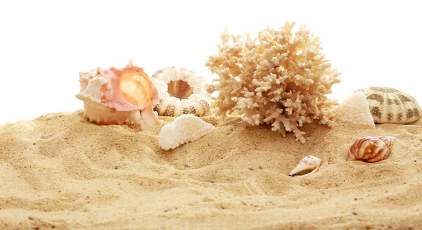 Belles coquilles et corail sur sable — Photo