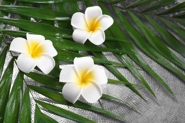 Frangipani blomma på palm lämnar — Stockfoto