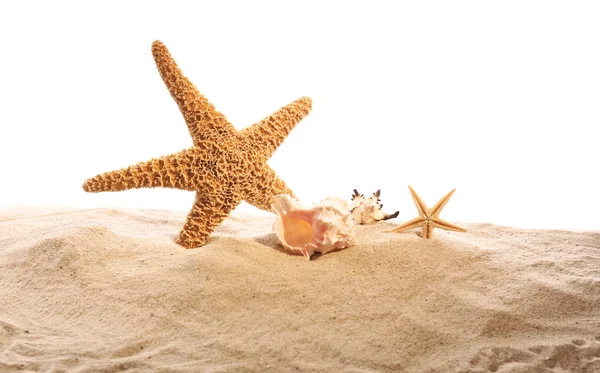 Sea star en schelpen op zand — Stockfoto