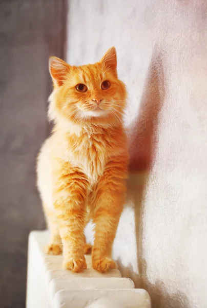 Fluffy red cat on warm radiator — Stock Photo, Image