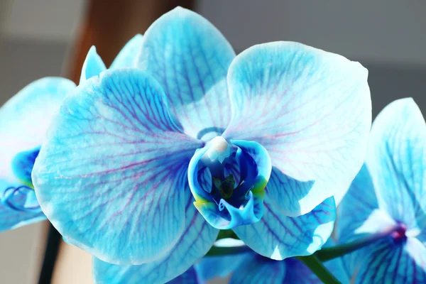 Lindas flores de orquídea azul — Fotografia de Stock