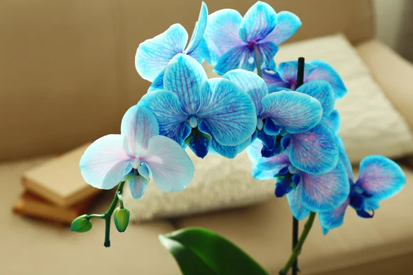 Schöne blaue Orchideenblüten — Stockfoto