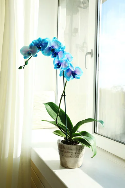 Flores de orquídea azul no interior — Fotografia de Stock