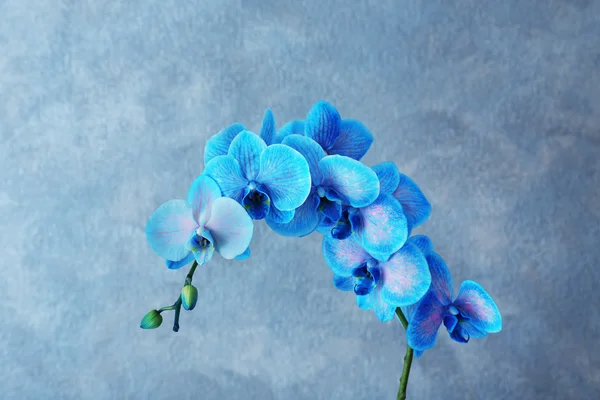 Belles fleurs d'orchidée bleue — Photo