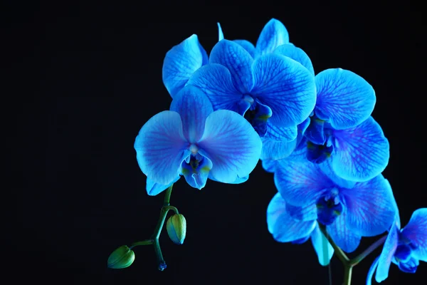 Lindas flores de orquídea azul — Fotografia de Stock