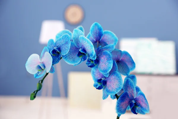 Kwitnąca gałąź blue Orchid — Zdjęcie stockowe