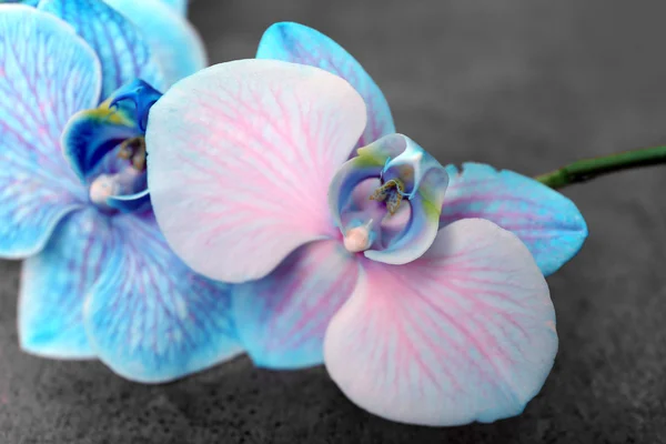 Hermosas flores de orquídea azul — Foto de Stock