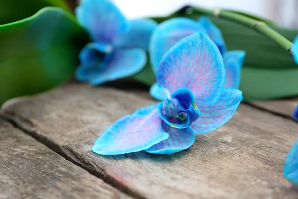 Belles fleurs d'orchidée bleue — Photo