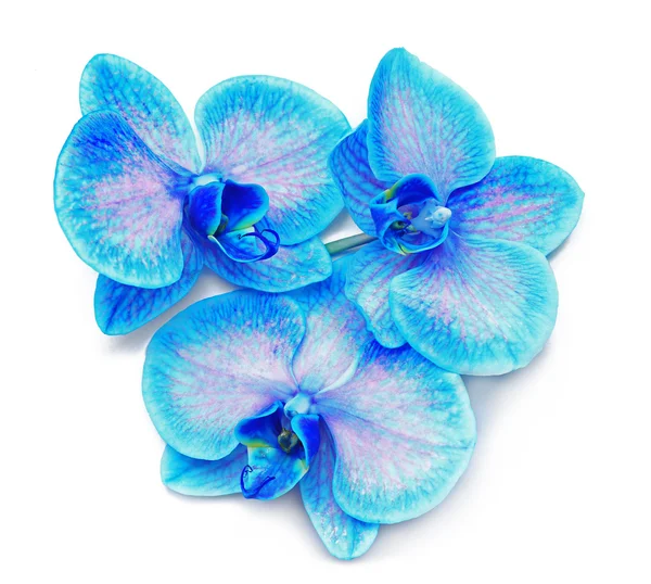 Bellissimi fiori di orchidea blu — Foto Stock