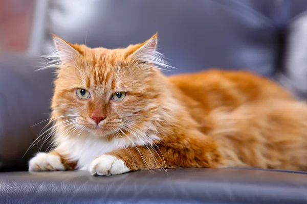 Kabarık kırmızı kedi — Stok fotoğraf