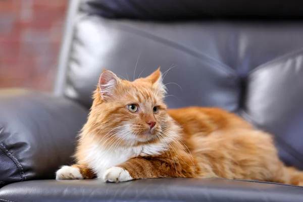 蓬松的红猫 — 图库照片