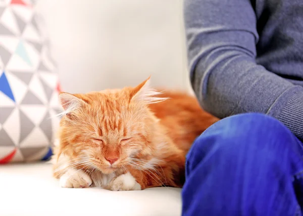 Sitter man med fluffiga röda katt — Stockfoto